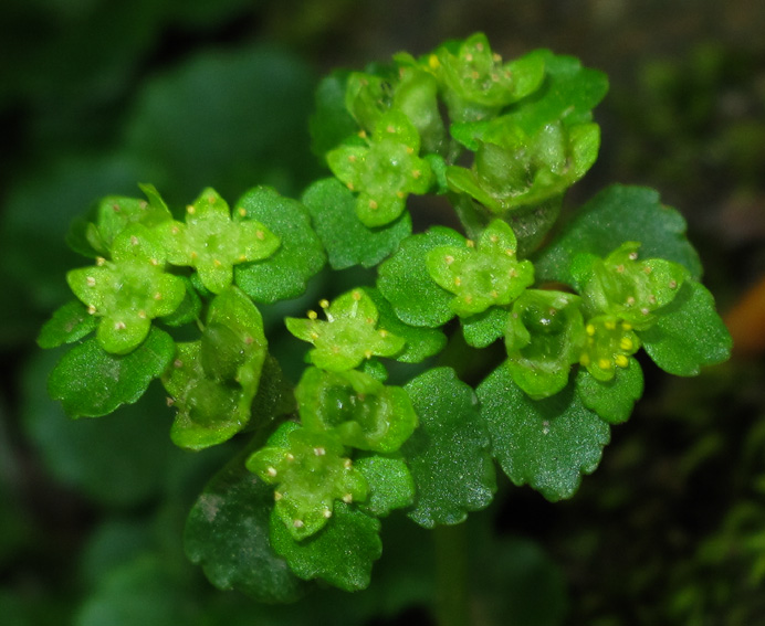 Chrysosplenium2