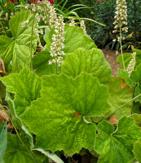 Heuchera1