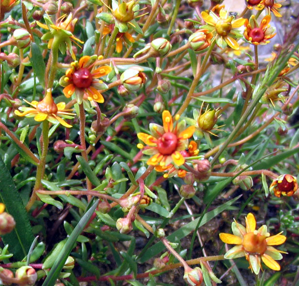 Saxifraga8