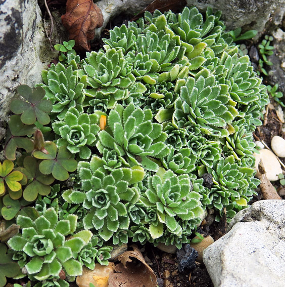 Saxifraga14a