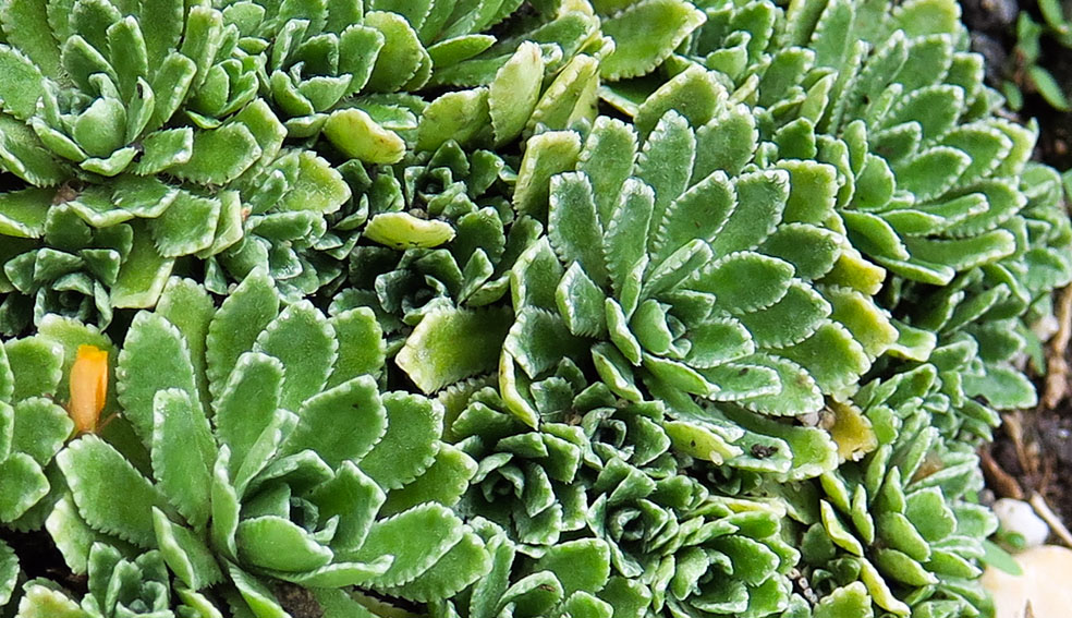 Saxifraga14b