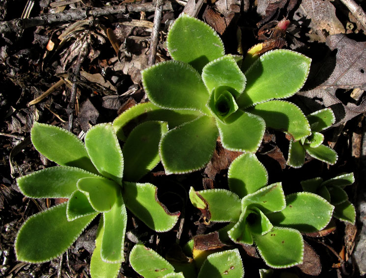 Saxifraga13