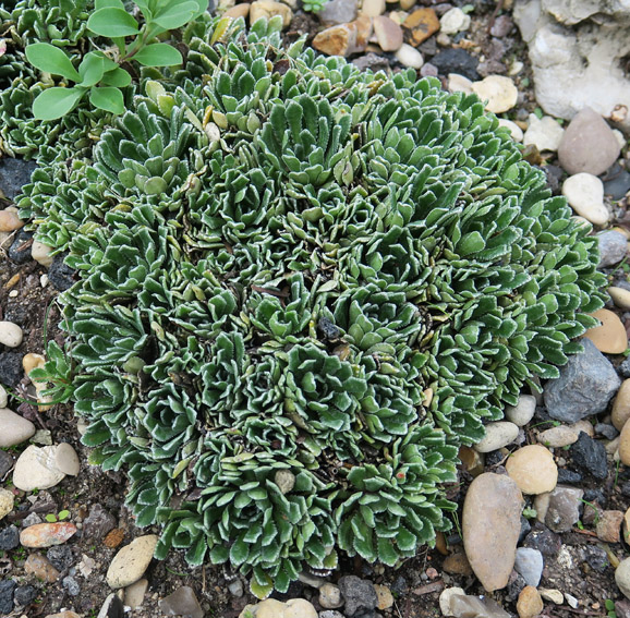 Saxifraga18