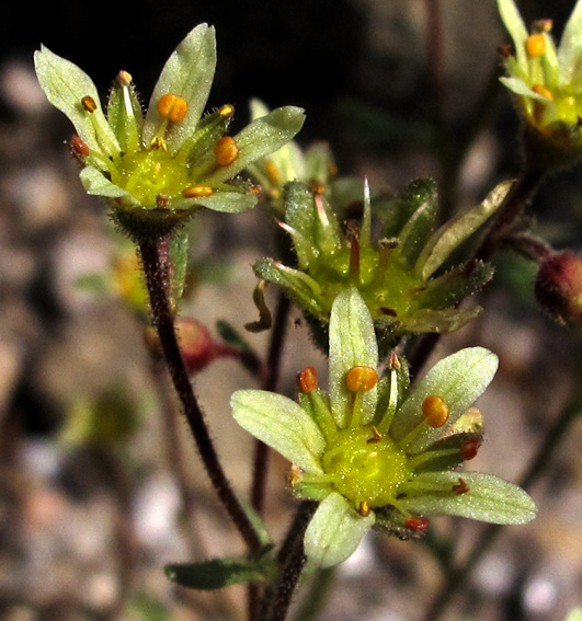 Saxifraga9c