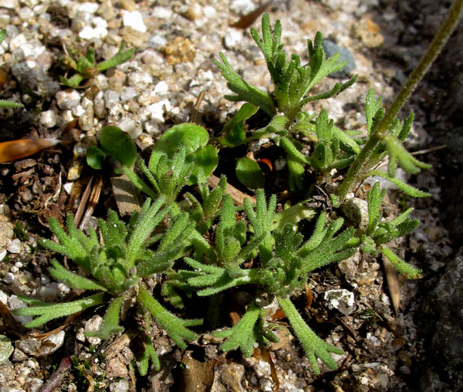 Saxifraga9b