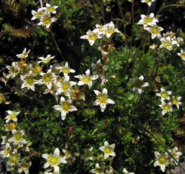 Saxifraga9a