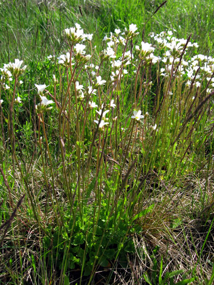 Saxifraga1