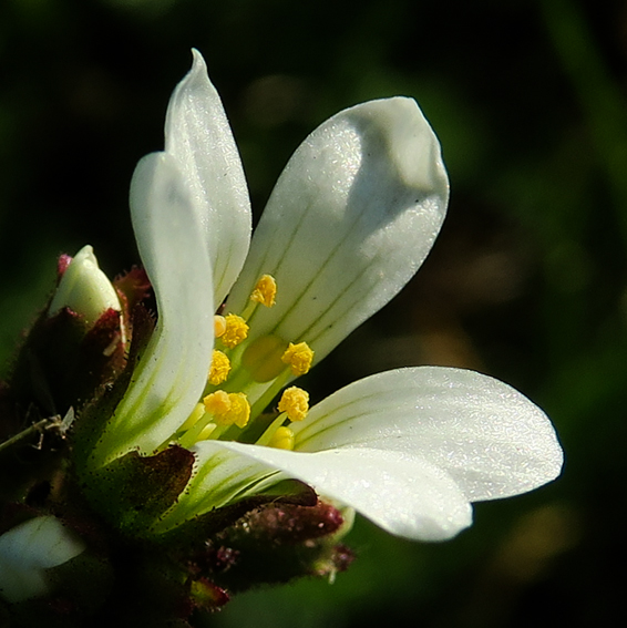 Saxifraga4a