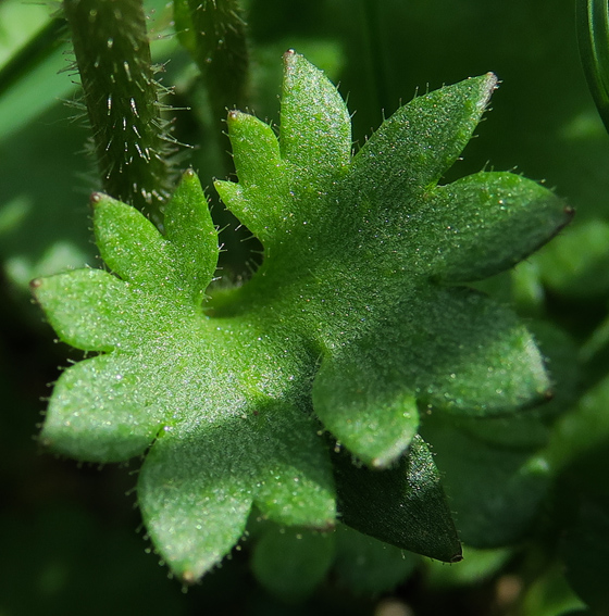 Saxifraga2