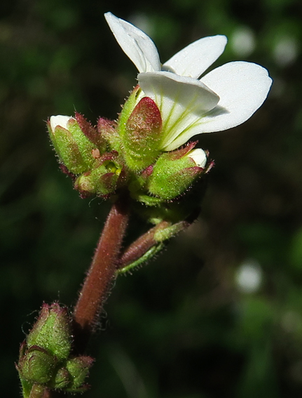 Saxifraga3a