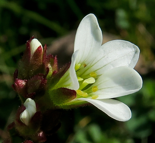 Saxifraga3