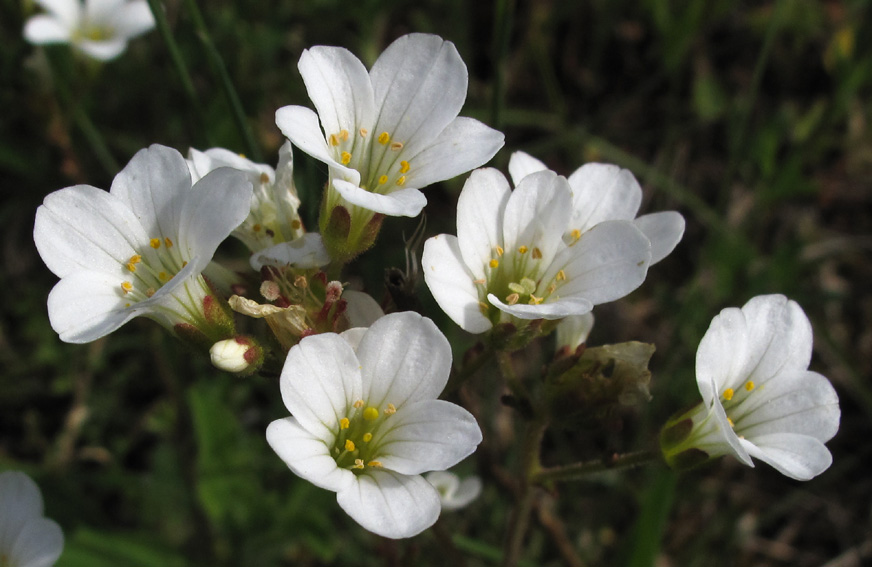 Saxifraga2a