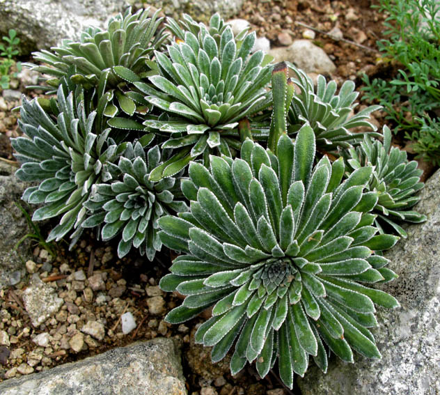 Saxifraga14