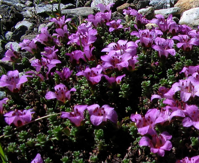 Saxifraga9