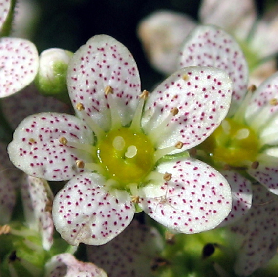 Saxifraga6