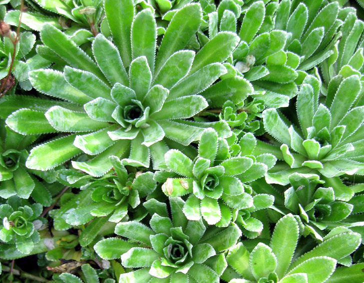 Saxifraga5