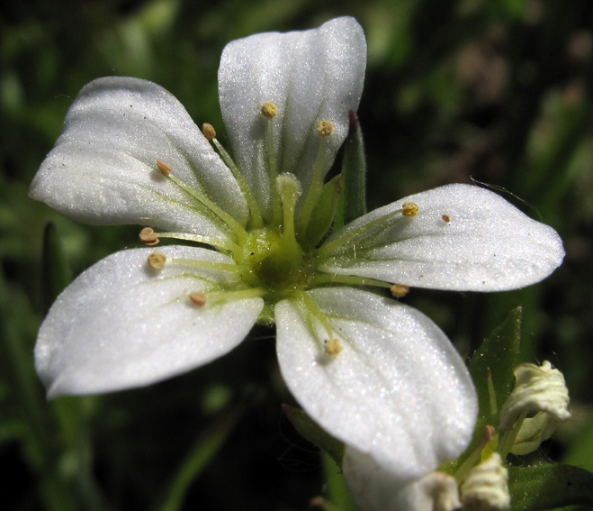 Saxifraga6a