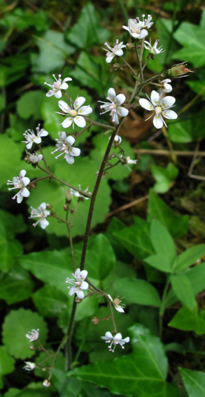 Saxifraga8a0