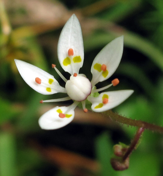 Saxifraga6d