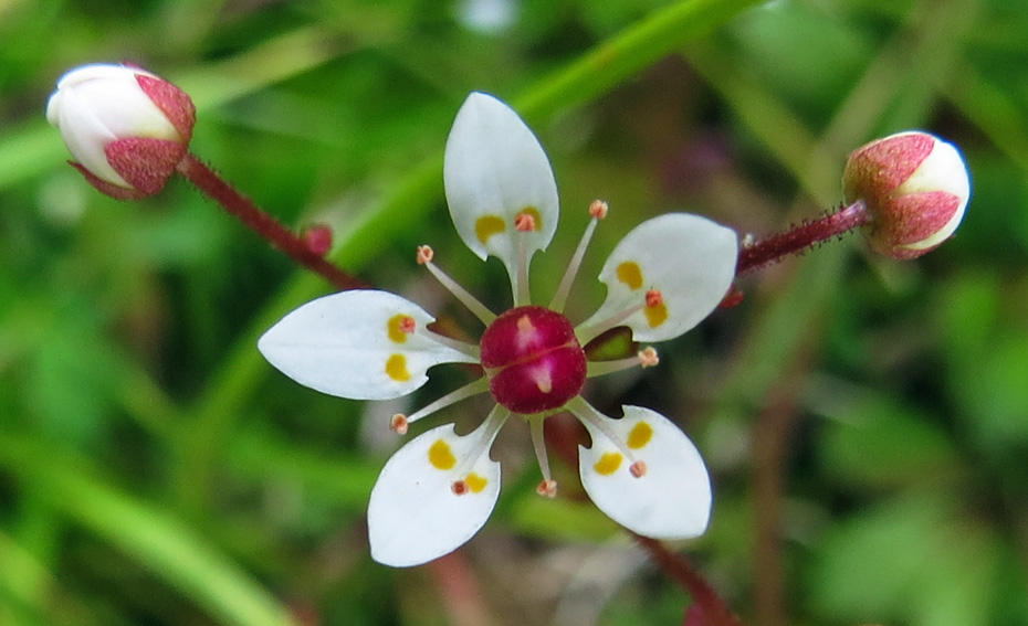 Saxifraga6c1