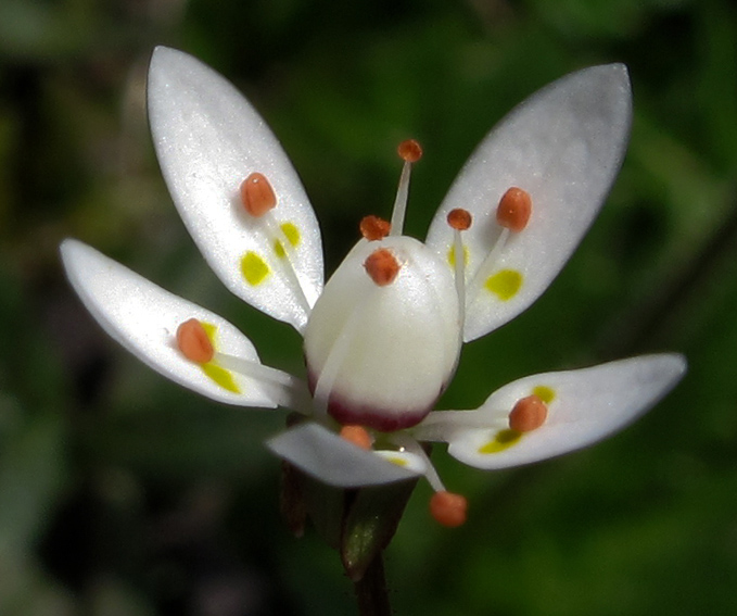 Saxifraga6e