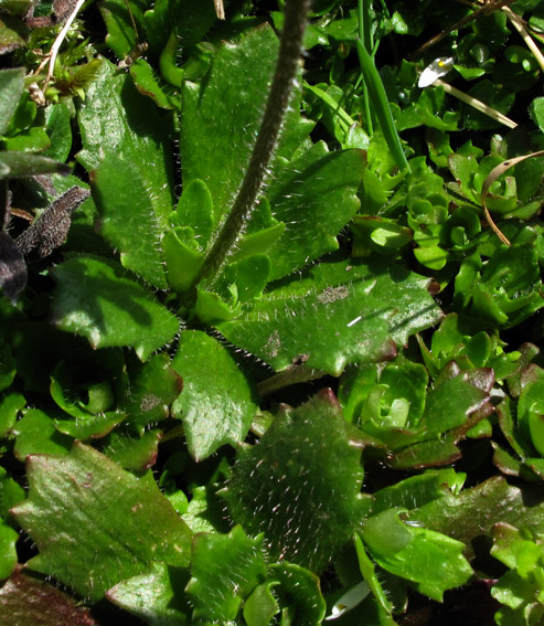 Saxifraga6c