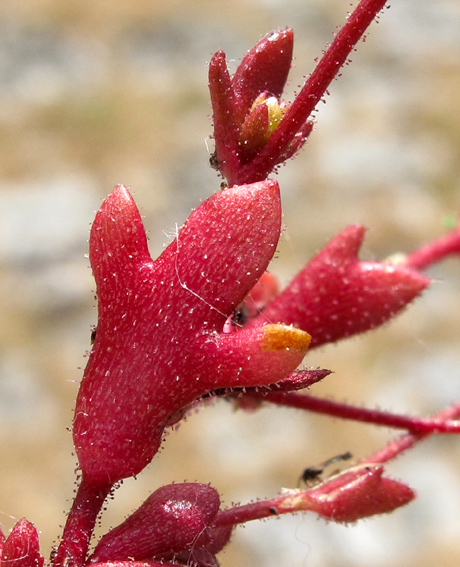 Saxifraga6g