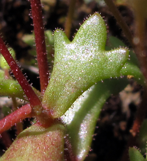 Saxifraga6f2