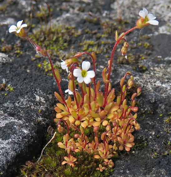 Saxifraga6h