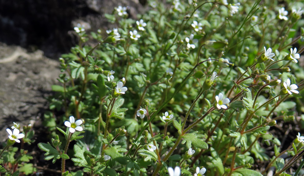 Saxifraga6i