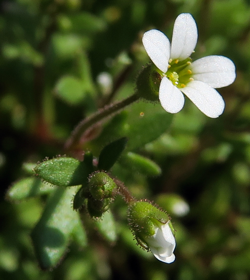 Saxifraga6i2