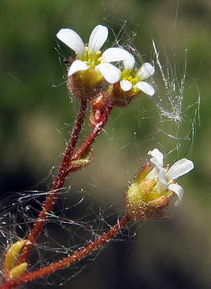 Saxifraga6f