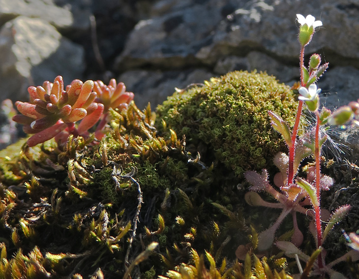 Saxifraga6f1