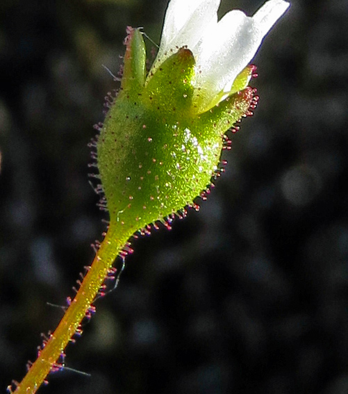 Saxifraga6i1