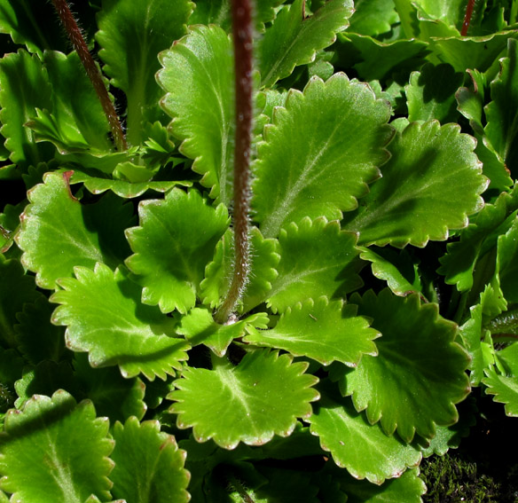 Saxifraga10