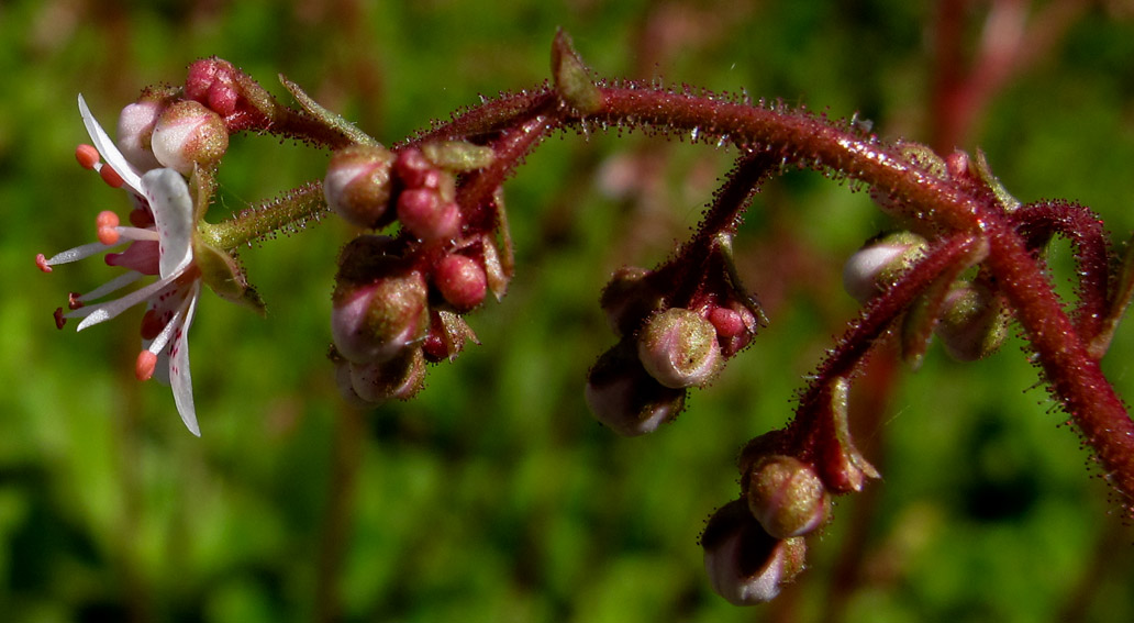 Saxifraga11