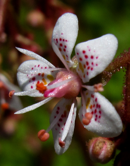 Saxifraga12