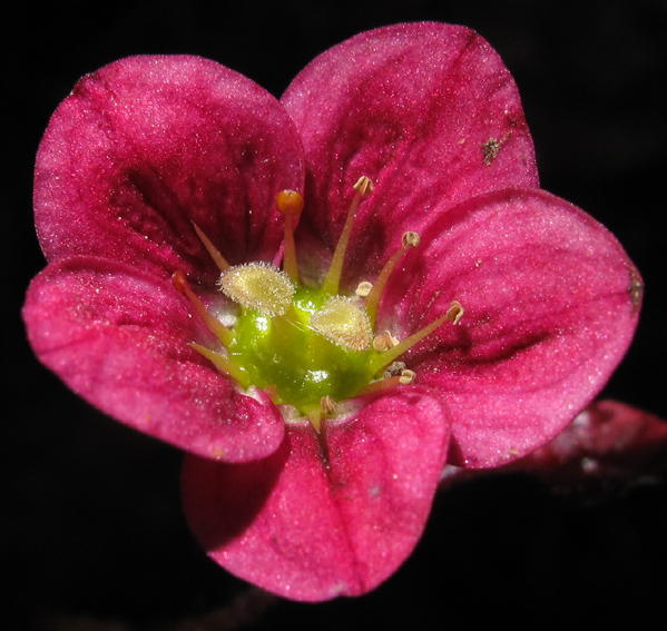 Saxifraga15