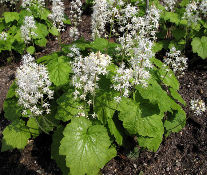 Tiarella1