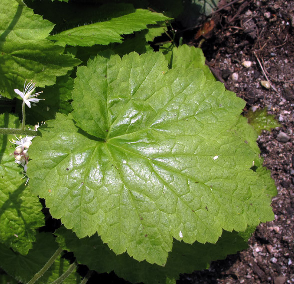 Tiarella2