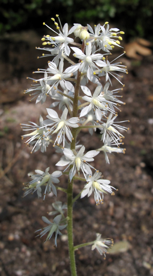 Tiarella3