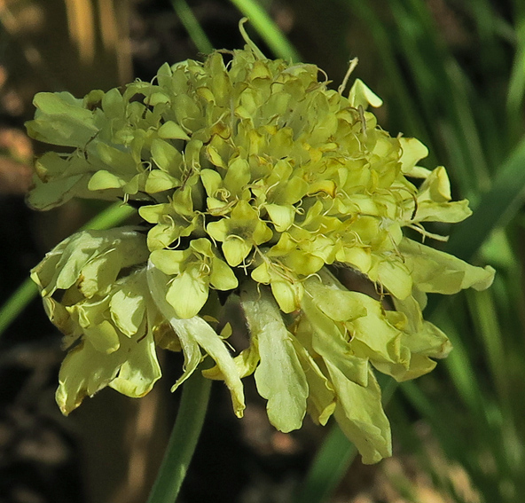 Cephalaria5