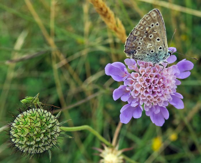 Scabiosa1