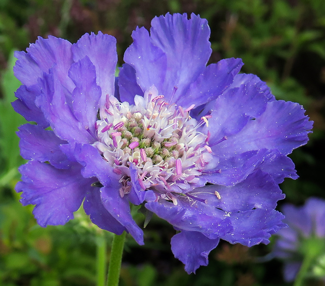 Scabiosa14