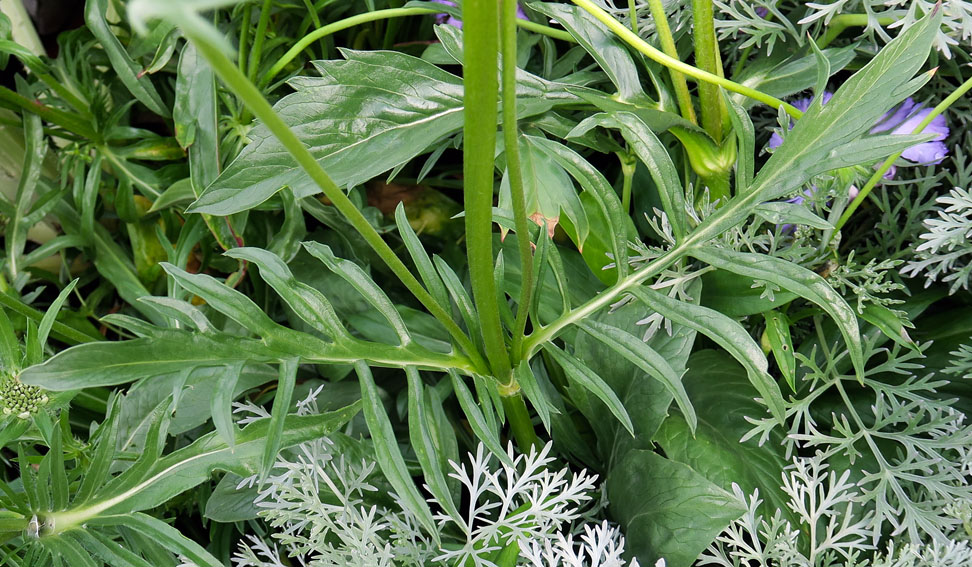 Scabiosa11