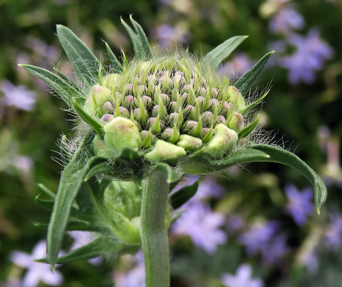 Scabiosa15