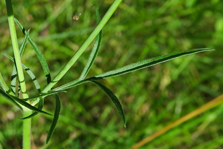 scabiosa2