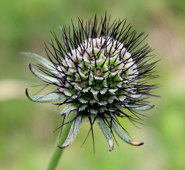 Scabiosa4