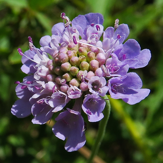 Scabiosa3b