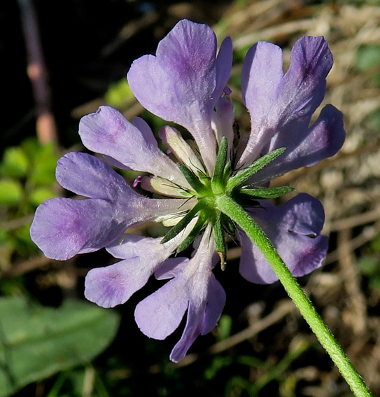 Scabiosa3a